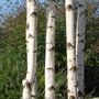 Decorative objects - Illuminated screen in birch branches - DECO-NATURE
