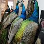 Decorative objects - Peacock taxidermy - DMW.NU: TAXIDERMY & INTERIOR