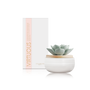 Home fragrances - Virtuous Collection - CHANDO SHANGHAI
