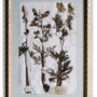 Floral decoration - XIX TH CENTURY BOTANICALS BEIGE FRAME WITH GILDED RUBAN - ELUSIO