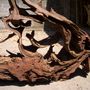 Objets design - Sculpture racines - WILD-HERITAGE.COM