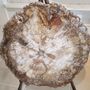Unique pieces - PETRIFIED WOOD | Wall decoration of petrified wood - XYLEIA NATURAL INTERIORS