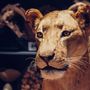Decorative objects - Lioness - MUSEOM
