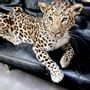 Decorative objects - Leopard - MUSEOM