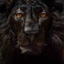 Objets de décoration - Lion noir - MUSEOM