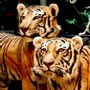 Decorative objects - Tigers - MUSEOM