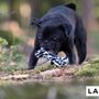 Toys - LABONI Dog TOYS - LABONI