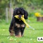 Toys - LABONI Dog TOYS - LABONI