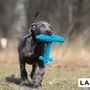Toys - LABONI Dog TOYS - LABONI