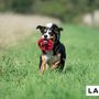 Toys - LABONI Dog TOYS - LABONI