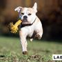 Toys - LABONI Dog TOYS - LABONI