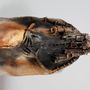 Sculptures, statuettes and miniatures - Sculptures - ISABELLE DELIN CERAMISTE
