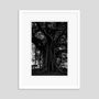 Art photos - Black Tree - GALERIE PRINTS