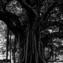 Art photos - Black Tree - GALERIE PRINTS