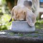 Pet accessories - Award winning dog bowl ROCKY - LABONI