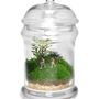 Decorative objects - TerrariumArt - TERRARIUMART