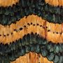 Wall panels - Peacock Pheasant Caramel Feathers - KOKET