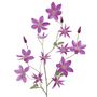 Floral decoration - Artificial flowers - JASACO / PURE ROYAL / BELGIUM