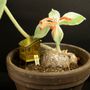 Floral decoration - Miniature tree house and bird house for your house plants - BOTANOPIA