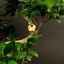 Décorations florales - Cabane miniature et mini nichoir à oiseaux pour vos plantes - BOTANOPIA