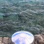 Design objects - Triptych of gluttony & Sea urchin - SWEET DOWN