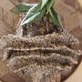 Vases - Weaved Tree Bark Vase - ATELIER UNIQUE TAPA