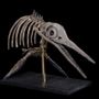 Design objects - Fossil reptile - Ichtyosaur from Jurassic age - MISSING LINK