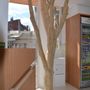 Objets de décoration - arbre en bois flotté - DECO-NATURE