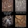 Ceiling lights - Roots Small to Medium - F+M FOS