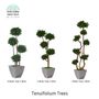 Objets de décoration - Tenuifolium Trees - VIVA FLORA