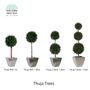 Objets de décoration - Thuja Trees (Balls) - VIVA FLORA