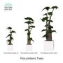 Decorative objects - Prosecumbens Trees - VIVA FLORA