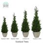 Objets de décoration - Stardust Trees - VIVA FLORA