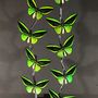 Decorative objects - Butterfly Cage Priamus - METAMORPHOSES