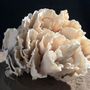 Decorative objects - corals and shells - DECO-NATURE