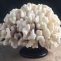 Decorative objects - corals and shells - DECO-NATURE