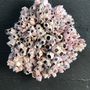 Decorative objects - corals and shells - DECO-NATURE