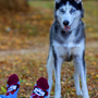 Socks - Arty Dog Socks - PIRIN HILL