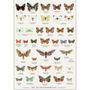 Poster - Nature Posters - KOUSTRUP & CO