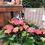 Floral decoration - WICKER RANGE BASKETS - FYDEC COLLECTION