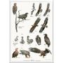 Poster - Birds collection - KOUSTRUP & CO