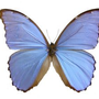 Other wall decoration - Morpho Didius - DMW.NU: TAXIDERMY & INTERIOR