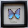 Other wall decoration - Morpho Didius - DMW.NU: TAXIDERMY & INTERIOR