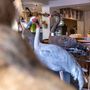 Pièces uniques - Notre showroom & Atelier - handmade decorative objects  - DMW.NU: TAXIDERMY & INTERIOR