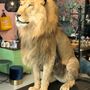 Decorative objects - Lion & Tiger taxidermy - Decorative and unique object - DMW.NU: TAXIDERMY & INTERIOR