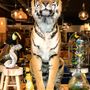 Decorative objects - Lion & Tiger taxidermy - Decorative and unique object - DMW.NU: TAXIDERMY & INTERIOR