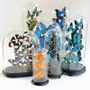 Decorative objects - Butterflydome with mix of mounted butterflies - DMW.NU: TAXIDERMY & INTERIOR