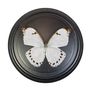 Objets de décoration - Butterflydome avec mélange de papillons montés - DMW.NU: TAXIDERMY & INTERIOR