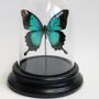 Decorative objects - Tropical butterflydome - DMW.NU: TAXIDERMY & INTERIOR