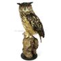 Unique pieces - Owl taxidermy - decorative item - DMW.NU: TAXIDERMY & INTERIOR